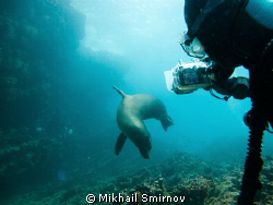 Playfull Sea lion female. Neaк the Cousin rock, Galapagos. by Mikhail Smirnov 